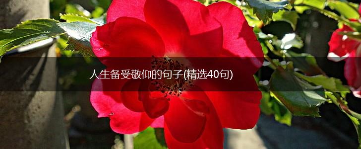 人生备受敬仰的句子(精选40句),第1张