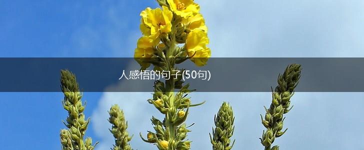 人感悟的句子(50句),第1张