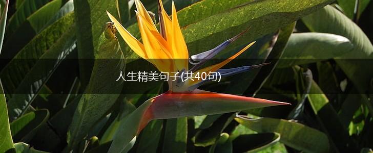 人生精美句子(共40句),第1张