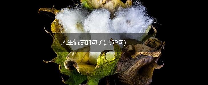人生情感的句子(共59句),第1张