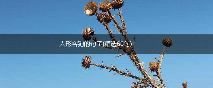 人形容狗的句子(精选60句),第1张