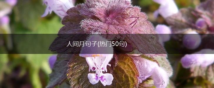 人间月句子(热门50句),第1张