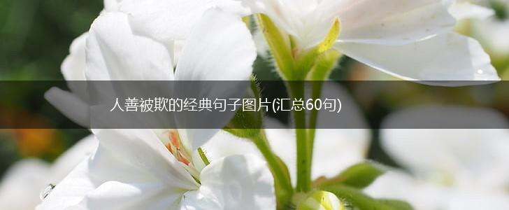 人善被欺的经典句子图片(汇总60句),第1张