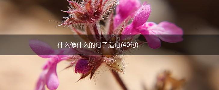 什么像什么的句子造句(40句),第1张