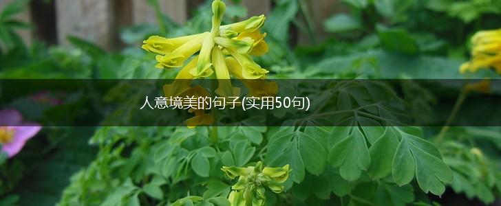 人意境美的句子(实用50句),第1张