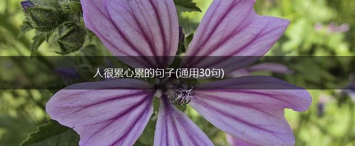 人很累心累的句子(通用30句),第1张