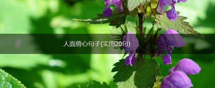人面兽心句子(实用20句),第1张