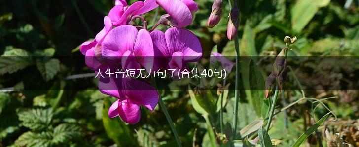 人生苦短无力句子(合集40句),第1张