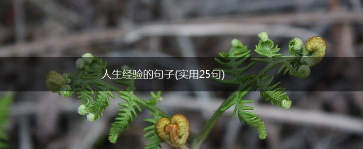 人生经验的句子(实用25句),第1张