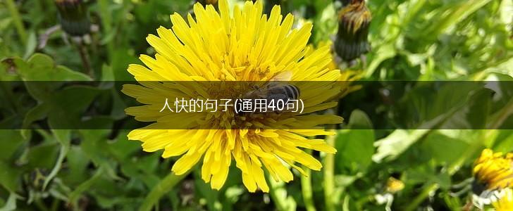人快的句子(通用40句),第1张