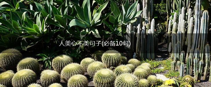 人美心不美句子(必备10句),第1张