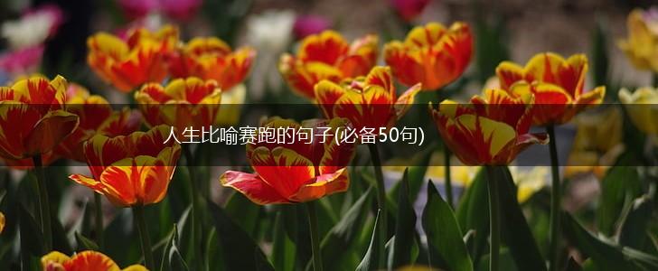人生比喻赛跑的句子(必备50句),第1张