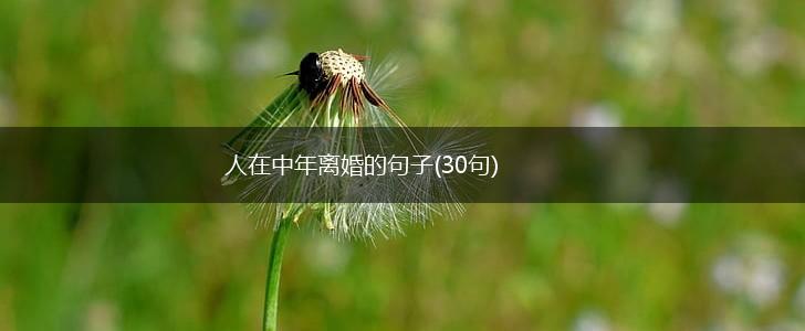 人在中年离婚的句子(30句),第1张