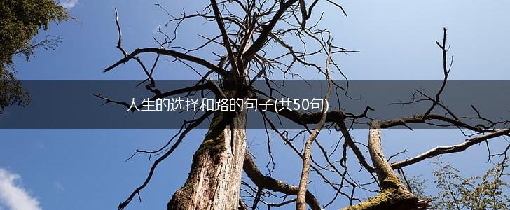 人生的选择和路的句子(共50句),第1张