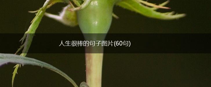 人生很棒的句子图片(60句),第1张