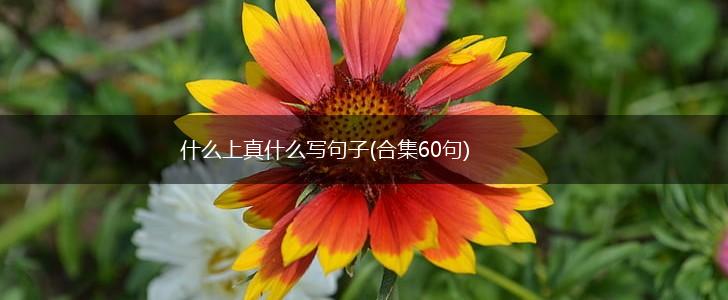 什么上真什么写句子(合集60句),第1张