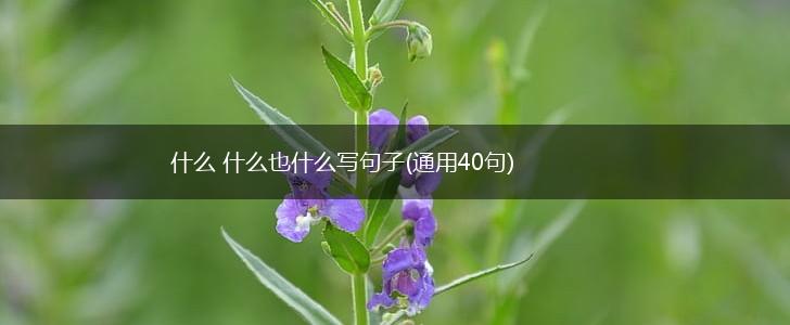 什么 什么也什么写句子(通用40句),第1张