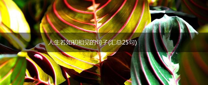 人生若如初相见的句子(汇总25句),第1张