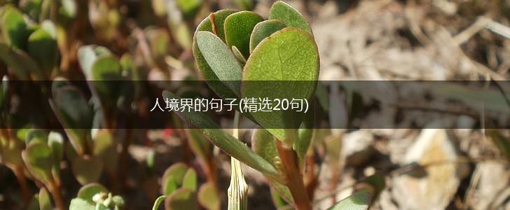 人境界的句子(精选20句),第1张