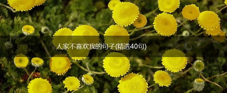 人家不喜欢我的句子(精选40句),第1张