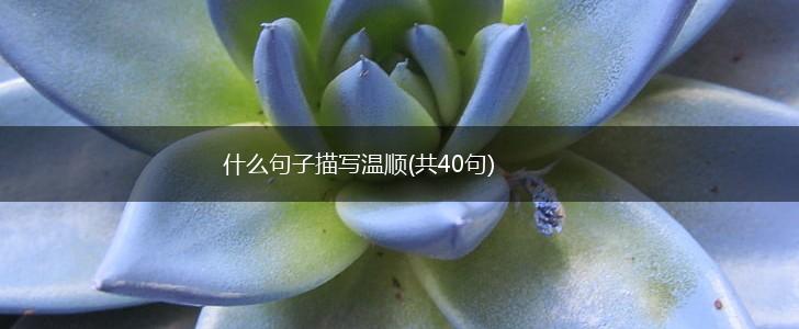 什么句子描写温顺(共40句),第1张