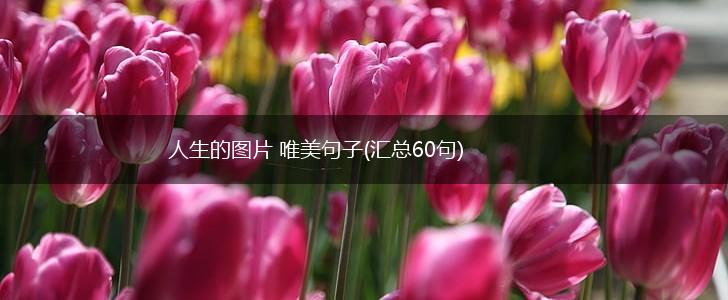 人生的图片 唯美句子(汇总60句),第1张