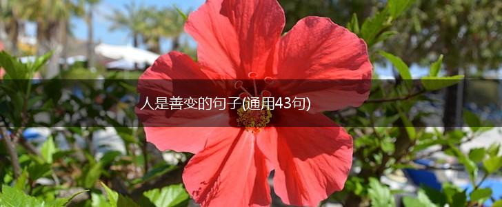 人是善变的句子(通用43句),第1张