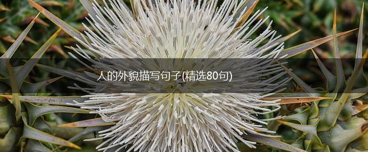 人的外貌描写句子(精选80句),第1张