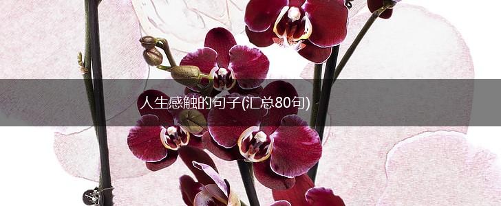 人生感触的句子(汇总80句),第1张