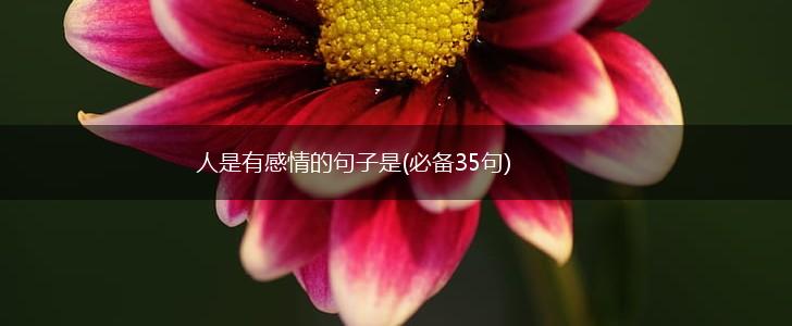人是有感情的句子是(必备35句),第1张