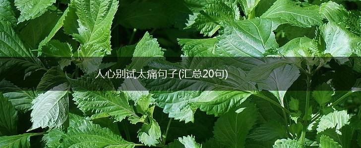 人心别试太痛句子(汇总20句),第1张