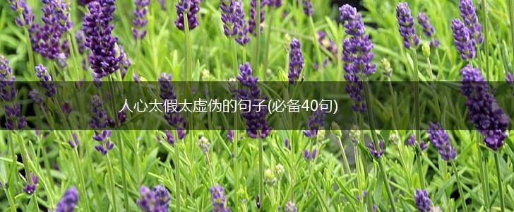 人心太假太虚伪的句子(必备40句),第1张