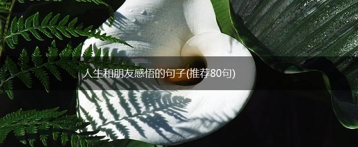 人生和朋友感悟的句子(推荐80句),第1张