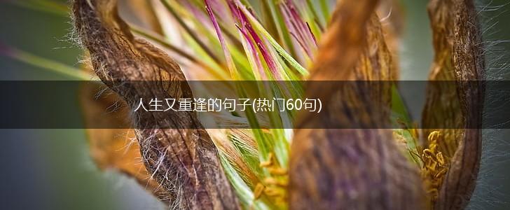 人生又重逢的句子(热门60句),第1张
