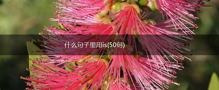 什么句子里用is(50句),第1张