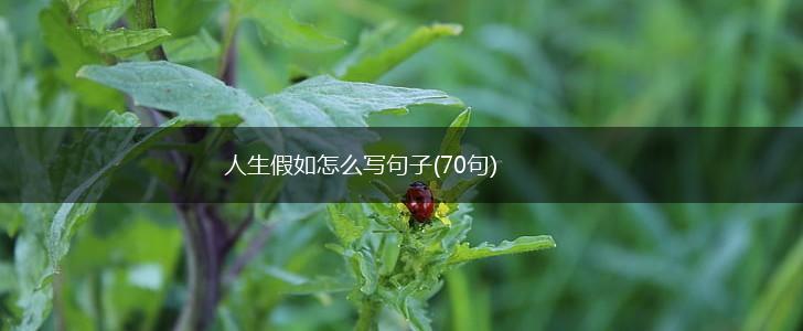 人生假如怎么写句子(70句),第1张