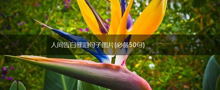 人间告白催泪句子图片(必备50句),第1张