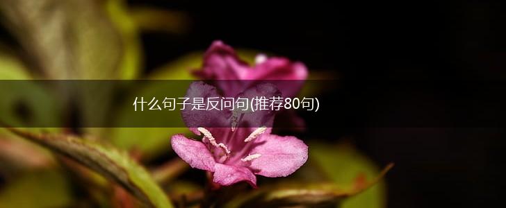 什么句子是反问句(推荐80句),第1张