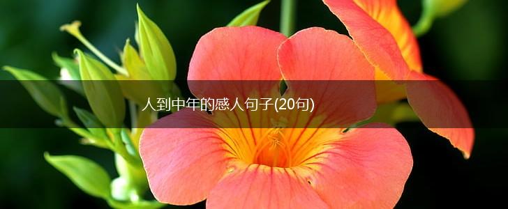 人到中年的感人句子(20句),第1张