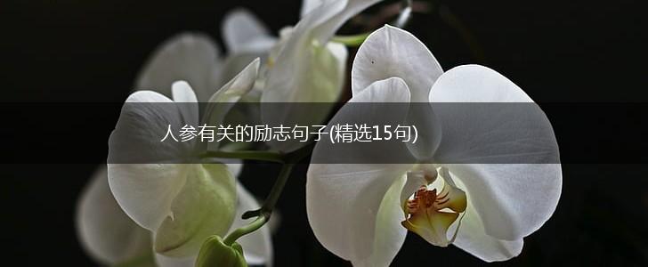 人参有关的励志句子(精选15句),第1张