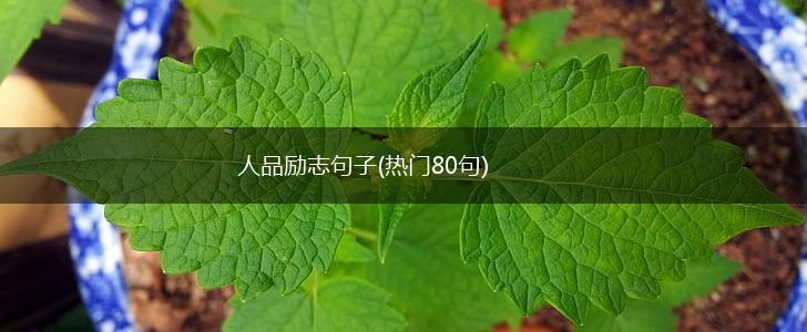 人品励志句子(热门80句),第1张