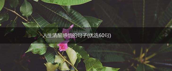 人生清醒感悟的句子(优选60句),第1张