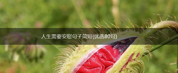 人生需要安慰句子简短(优选80句),第1张