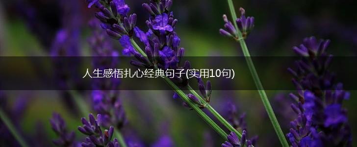 人生感悟扎心经典句子(实用10句),第1张