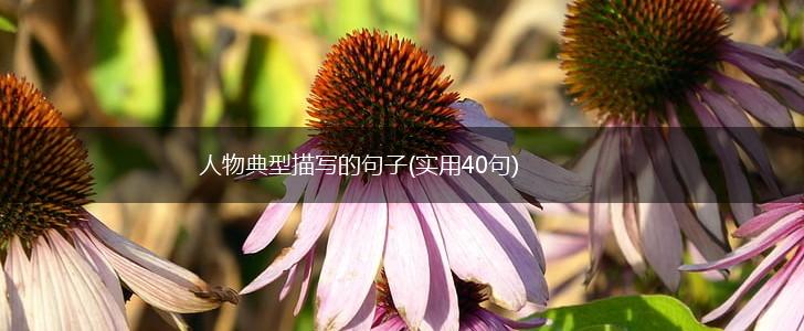 人物典型描写的句子(实用40句),第1张