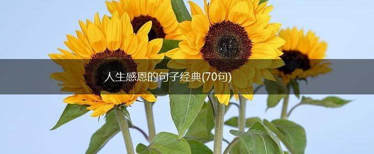 人生感恩的句子经典(70句),第1张