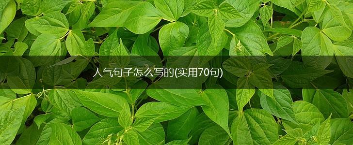 人气句子怎么写的(实用70句),第1张