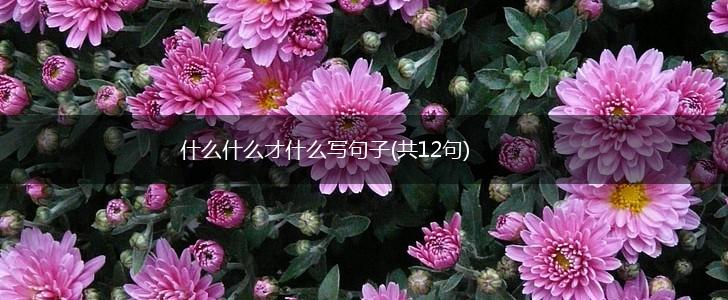 什么什么才什么写句子(共12句),第1张
