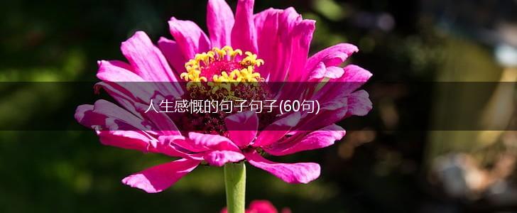 人生感慨的句子句子(60句),第1张