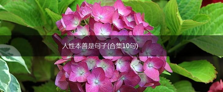 人性本善是句子(合集10句),第1张